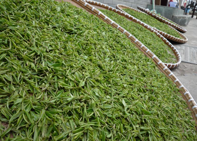 Frische grüne Teeblätter beim Trocknen