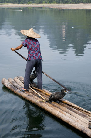 Komoranfischerin am Li Fluss